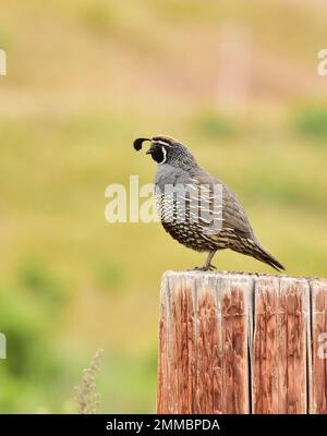 Kalifornischer Wachtelmann, der seine Familie bewacht, Montana de Oro State Park, Kalifornien Stockfoto