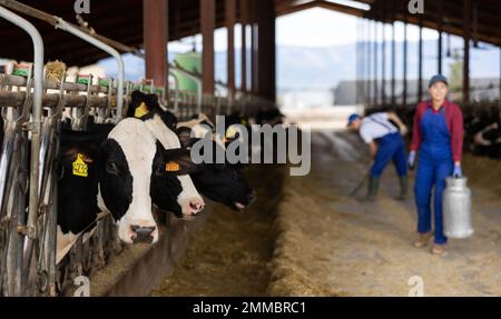 Junge Bauerin mit Dose arbeitet auf einem Milchviehbetrieb Stockfoto