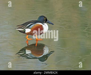 Norhen Shoveler (Spatula clypeata) Stockfoto