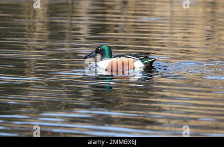 Norhen Shoveler (Spatula clypeata) Stockfoto