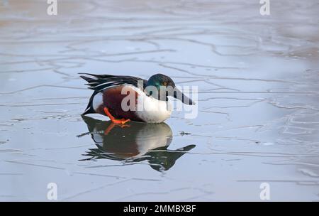 Norhen Shoveler (Spatula clypeata) Stockfoto