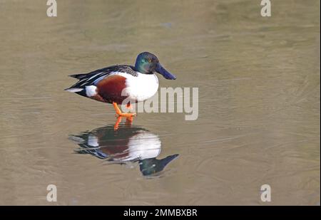 Norhen Shoveler (Spatula clypeata) Stockfoto