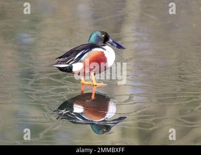 Norhen Shoveler (Spatula clypeata) Stockfoto