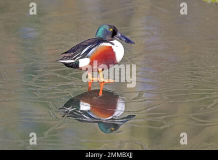 Norhen Shoveler (Spatula clypeata) Stockfoto