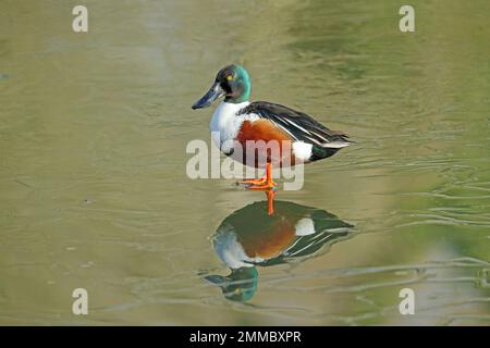 Norhen Shoveler (Spatula clypeata) Stockfoto