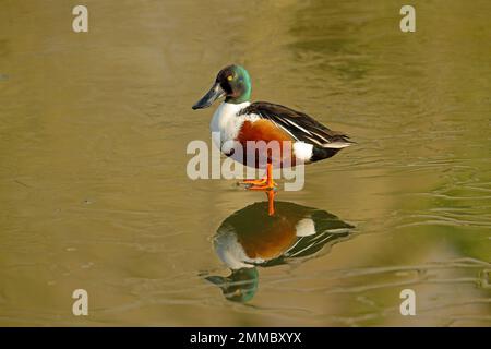 Norhen Shoveler (Spatula clypeata) Stockfoto