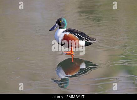 Norhen Shoveler (Spatula clypeata) Stockfoto