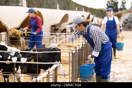 Positiver Landwirt mittleren Alters bei einheitlich streichenden Kälbern mit Ohrmarken im Stall im Viehzuchtbetrieb Stockfoto