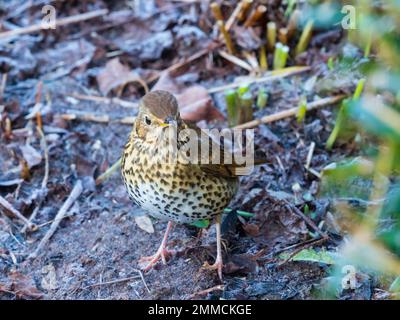 Britische Sängerdrossel, Turdus philomelos, die im Winter in einem gefrorenen Garten forschen Stockfoto