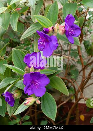 Violette Winterblumen des zarten exotischen Gloria-Busches Tibouchina organensis in einem Plymouth-Garten Stockfoto