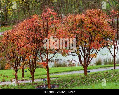 Herbstlaub aus Kupfer und dekorative Rinde im kleinen Hain von Acer griseum, Paprika im Gartenhaus Devon Stockfoto