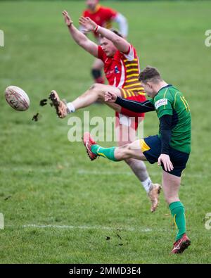 Rugby-Spieler wirft Kick-Ball. Stockfoto