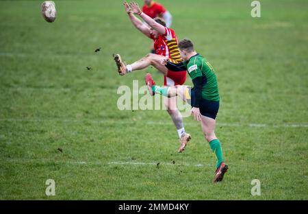 Rugby-Spieler wirft Kick-Ball. Stockfoto