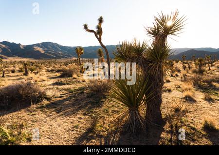 Mojave Yucca in der Mojave-Wüste mit verstreuten Joshua-Bäumen im Hintergrund Stockfoto