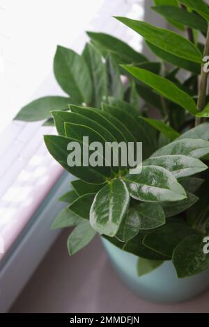 Zamioculcas Pflanzen bei Tageslicht in einem Topf auf Fensterbank Stockfoto