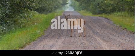 Weißwedelhund auf einer Schotterstraße im Norden von Wisconsin. Stockfoto