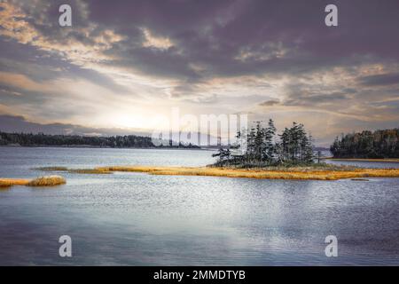 Eine kleine Insel beherbergt einen Stand von Kiefern an der Küste von Nova Scotia. Stockfoto