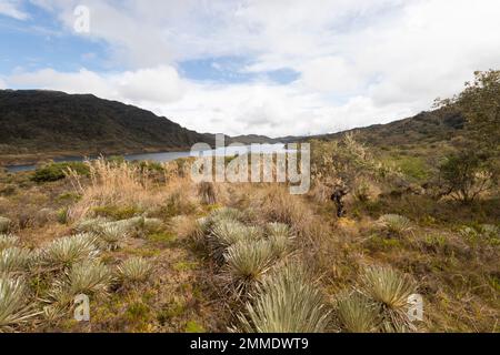 Wunderschöne Aufnahme des kolumbianischen Chingaza Paramo mit frailejones Pflanzen oder espeletia chuza See und Berge im Hintergrund bei Sonnenuntergang golden Hour Stockfoto