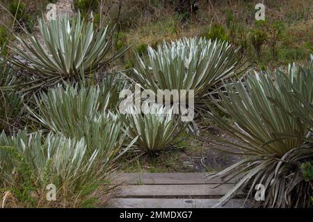 CHINGAZA, KOLUMBIEN - Eine Gruppe von Frailejones in der Nähe eines Wanderwegs im kolumbianischen Chingaza National Park Stockfoto