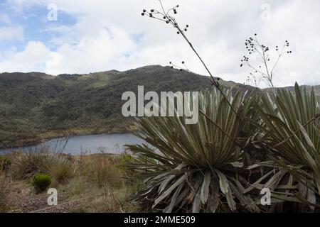 Zerbrechliche Pflanzen mit Regentropfen und kolumbianischem Paramo-Ökosystem im Hintergrund Stockfoto