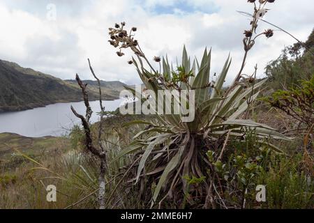 Nahaufnahme einer Gebärmutter mit gelben Blumen und paramo-Ökosystem im Hintergrund Stockfoto