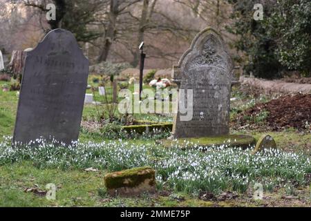 Schneeglöckchen (Galanthus) zwischen den Grabsteinen auf einem Friedhof. Stockfoto