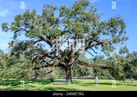 NEW ORLEANS, LA, USA - 19. JANUAR 2023: Woman Walks vorbei am weitläufigen Live Oak Tree im Audubon Park Stockfoto