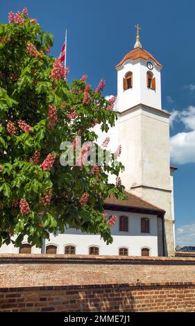 Burg Špilberk, Denkmal der Stadt Brünn mit einem rosa Kastanienbaum im Vordergrund, Mähren, Tschechische Republik Stockfoto