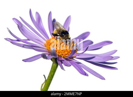 Fliegen Sie auf der blau-violetten oder violetten Blume isoliert auf weißem Hintergrund Stockfoto
