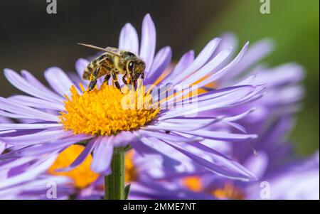 Biene oder Honigbiene in Latein APIs Mellifera, europäische oder westliche Honigbiene, die auf der blau-gelb-violetten oder violetten Blume sitzt Stockfoto