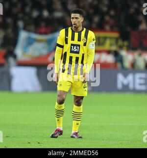 Leverkusen, Deutschland. 29. Januar 2023. Bundesliga, Matchday 18, Bayer 04 Leverkusen - Borussia Dortmund, Jude Bellingham (BVB) Gesten. Kredit: Juergen Schwarz/Alamy Live News Stockfoto