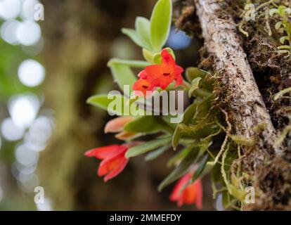 Aus nächster Nähe sehen Sie wunderschöne rote Blumen, die über einem moosbedeckten Kortex eines Paramobaums aufwachsen Stockfoto