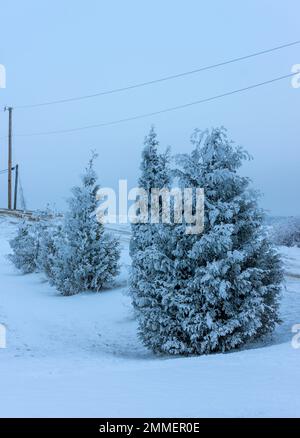 Frost und Schnee bedeckten den nördlichen weißen Zedern, Thuja occidentalis, durch eine Landstraße. Stockfoto