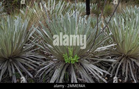 Nahaufnahme von drei frailejones Pflanzen mit einer kleinen grünen Pflanze, die mitten in frailejon aufwächst Stockfoto