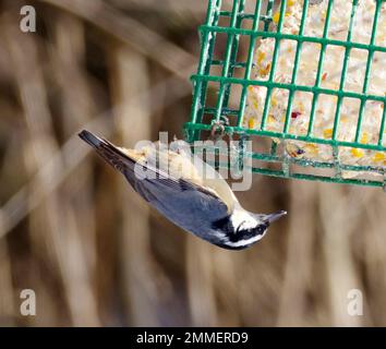 Rotreiher Nuthatch, Sitta canadensis auf Suet Feeder Stockfoto