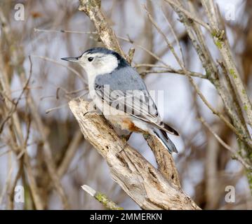 Weißer Nutthatch, Sitta carolinensis, hoch oben auf dem Ast. Stockfoto