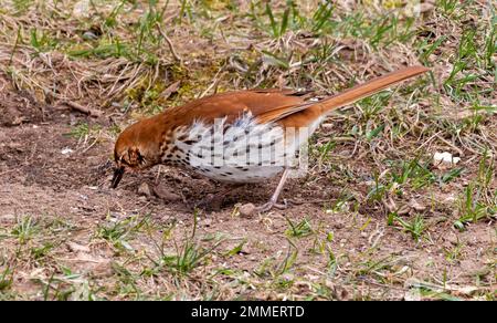 Brown Thrasher, Toxostoma rufum, der Samen sammelt. Stockfoto