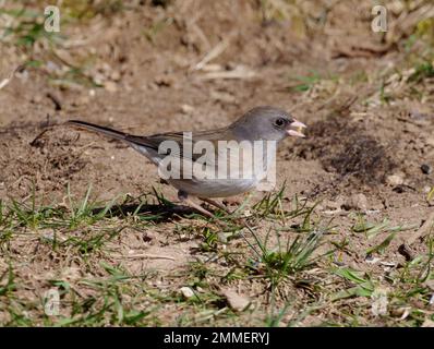 Schieferfarbener Junco, der einen Samen knackt, ist eine gängige Variante des Junco mit dunklen Augen, Junco hyemalis. Stockfoto