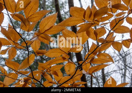 Blätter von amerikanischem Buchenbaum, Fagus grandifolia, in Herbstfarbe. Stockfoto