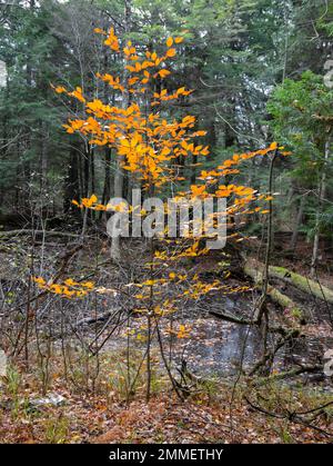 Amerikanischer Buchenbaum, Fagus grandifolia, in Herbstfarbe, wächst im Wald an einem kleinen Teich. Stockfoto