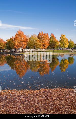 Ahornreihe Acer - Ahornbäume im Bonsecours Basin und Pavillon im Herbst, Alter Hafen von Montreal, Quebec, Kanada. Stockfoto