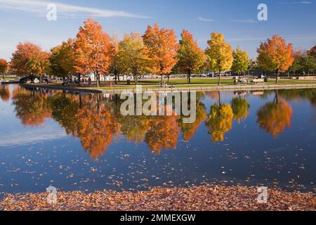 Ahornreihe Acer - Ahornbäume im Bonsecours Basin und Pavillon im Herbst, Alter Hafen von Montreal, Quebec, Kanada. Stockfoto