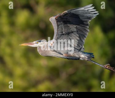 Ein großer blauer Reiher, der am Haw River in North Carolina entlang fliegt. Stockfoto