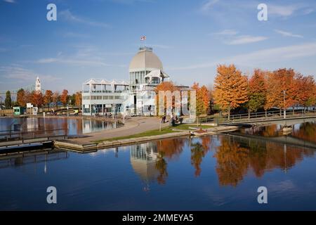 Pavillon und Ahornreihe Acer - Ahornbäume spiegeln sich im Herbst im Bonsecours Basin, Alter Hafen von Montreal, Quebec, Kanada. Stockfoto