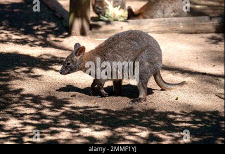 Red-Neck-Pademelon (Thylogale thetis) in einem Wildlife Park in Sydney, NSW, Australien (Foto: Tara Chand Malhotra) Stockfoto