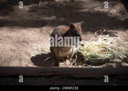 Red-Neck-Pademelon (Thylogale thetis) in einem Wildlife Park in Sydney, NSW, Australien (Foto: Tara Chand Malhotra) Stockfoto