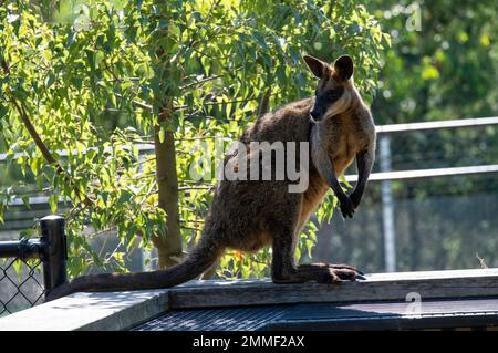 Rock Wallaby im Zoo in Sydney, NSW, Australien (Foto: Tara Chand Malhotra) Stockfoto