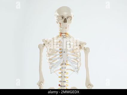 Künstliches menschliches Skelettmodell auf weißem Hintergrund Stockfoto