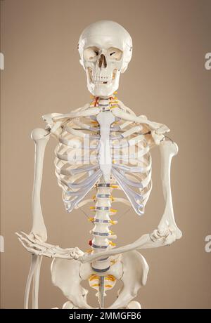 Künstliches menschliches Skelettmodell auf beigefarbenem Hintergrund Stockfoto