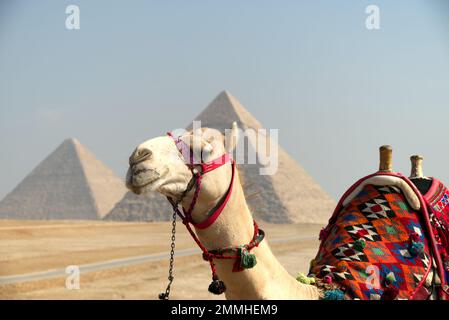 Kamel vor den ägyptischen Pyramiden von Gizeh Stockfoto